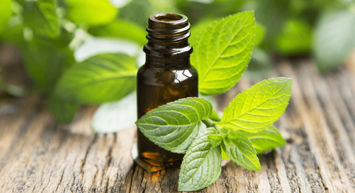 11 Incredible Lemon Balm Hydrosol Benefits Healthy Huemans
