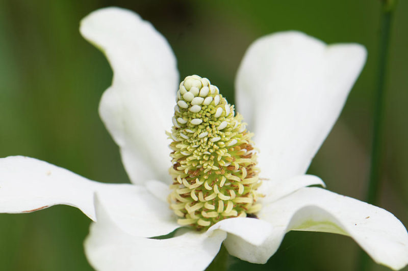 5 Amazing Yerba Mansa Tincture Uses and Benefits Healthy Huemans