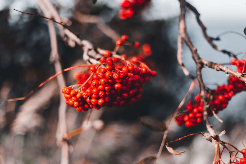 17 Powerful Juniper Berries Magical Properties Healthy Huemans